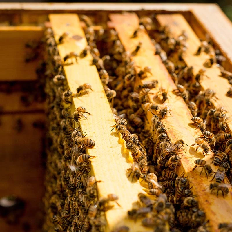 Beekeeping machinery and equipment